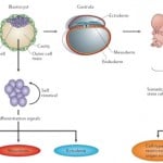 Adult Stem Cells Versus Embryonic Stem Cells 67
