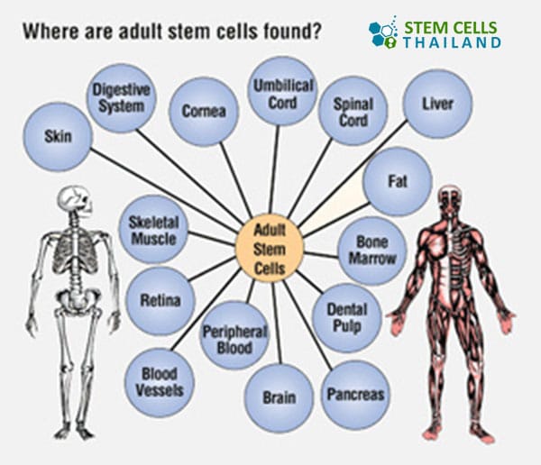 Adult Somatic Cells 98