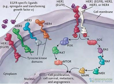 lungcancertreatmentdendraticcells.jpg