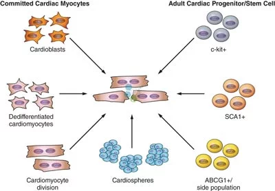 cardiac-cells