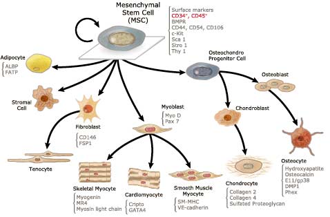 msc-cd34-line-stem-cells-thailand
