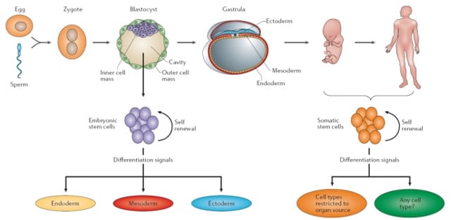 somatic cell diagram