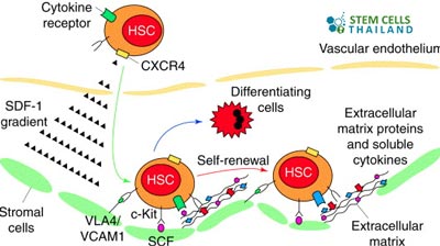 cytokine-cell-homing