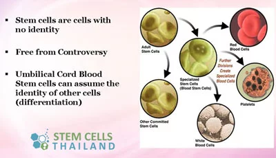 Umbilical Cord Tissue Stem Cell India - StemCellCareIndia Home