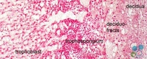 placenta stemcells