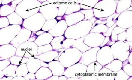 adipose-fat-tissue-microscope (1)