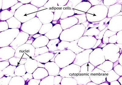 adipose-fat-tissue-microscope (1)