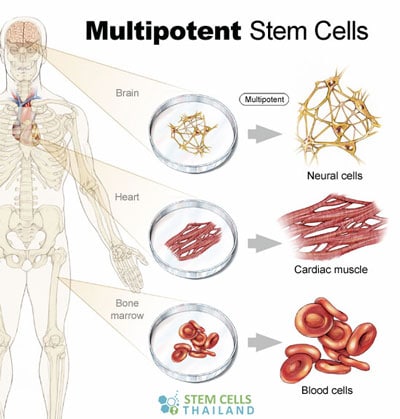 cellules multipotentes - totipotente pluripotente multipotente