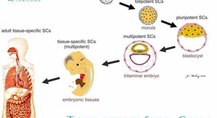 Stem Cell Potency of Totipotent Stem Cells