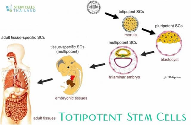 Totipotent-Stem-Cells-vs-omnipotent