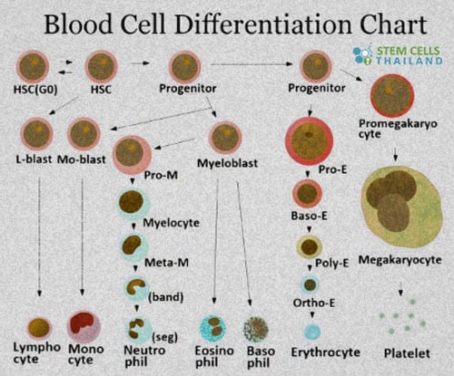 Directed Cell Differentiation Process and Examples