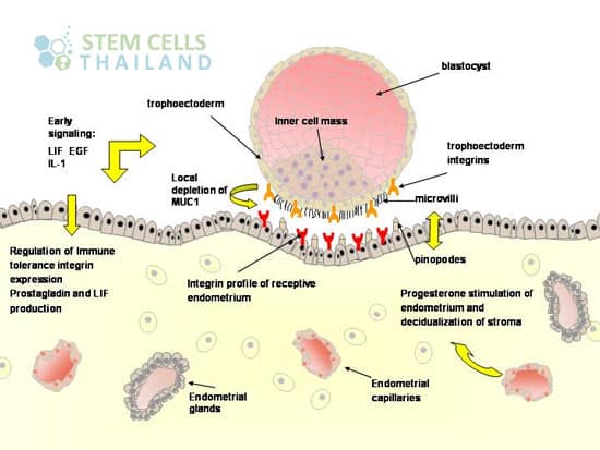 blastocyst-development-cycle