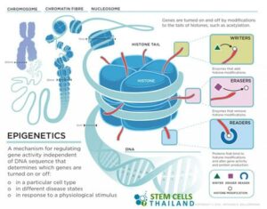 epigenetics-gene-expression
