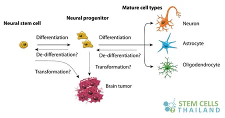 neural-stem-cells-thailand
