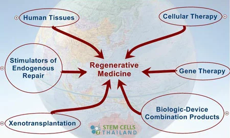 Regenerative medicine and cell therapy