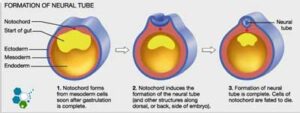 Ectoderm-diagram-explanations