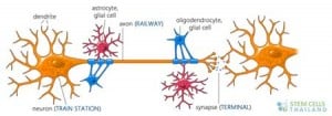 Oligodendrocyte Markers Differentiation and Myelination