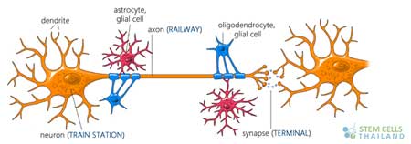 Oligodendrocyte-cells