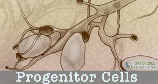 Progenitor cells