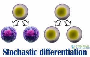 Stochastic-differentiations