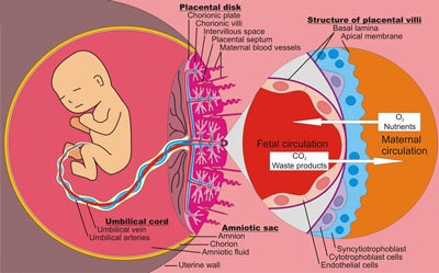 placenta-development-human