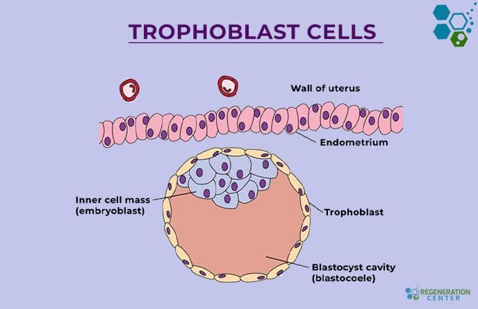 trophoblast-cells-differentiation