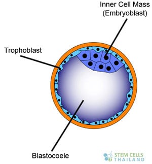 trophoblast-human