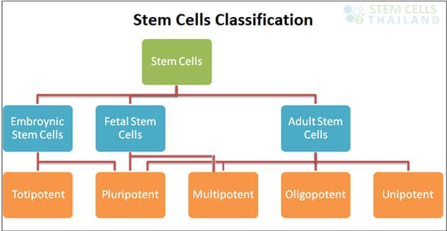 Oligopotent stem cell classification
