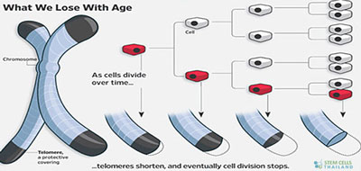 Telomere-therapy-bangkok-thailand