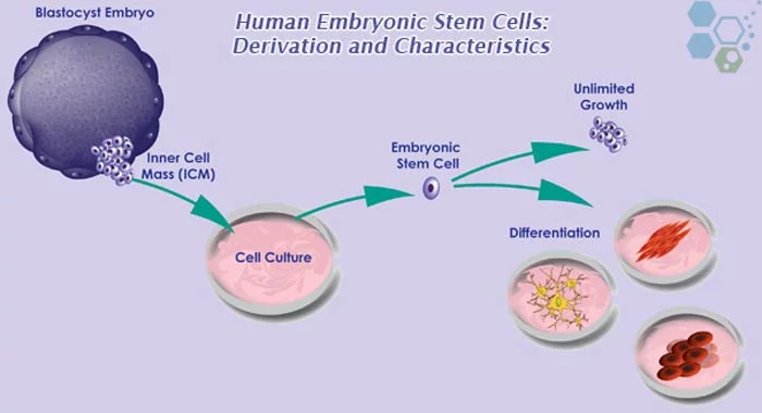 embryonic cells