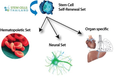 long-term-self-renewal-adult-cells