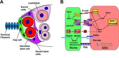 stem-cell-niche-Signaling-Pathways