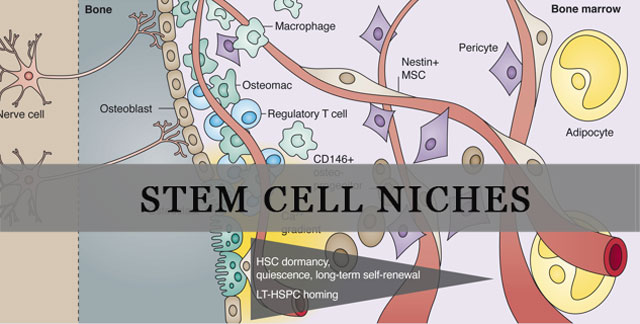 stem cell niche function