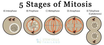 5-stage-Mitosis