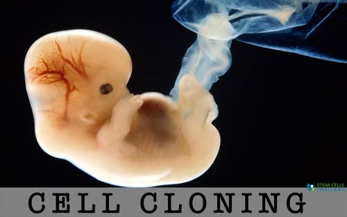 HUMAN cell CLONING Thailand
