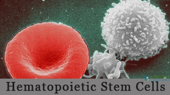 Hematopoietic-Red-White-Blood-cell