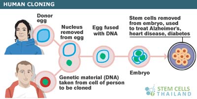 Reproductive and Therapeutic cloning for