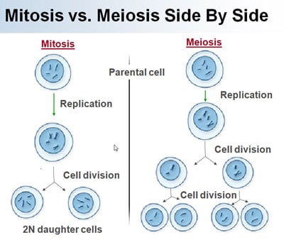 Mitosis-Meiosis-difference