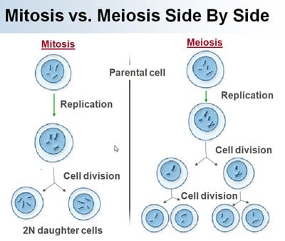 Mitosis Meiosis Difference 