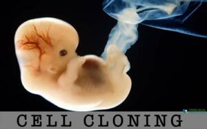 cell-CLONING