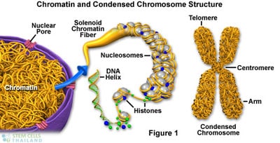 chromosome-chromatin