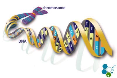 chromosome-dna