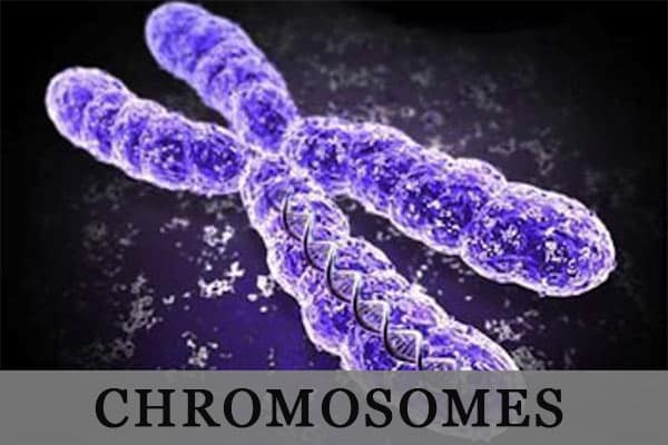 chromosome thailand