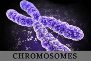 chromosomes