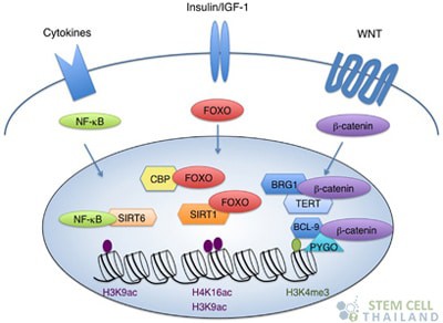 cytokine-signaling-function