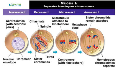 explain the steps of mitosis