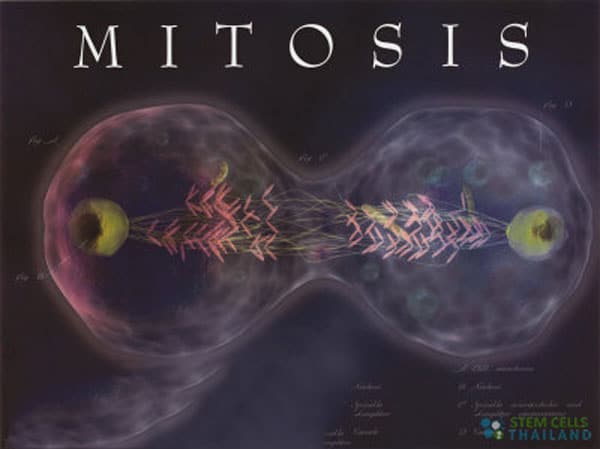 mitosis stage