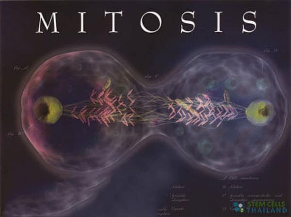 mitosis-stages