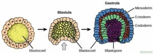 Primordial Human Embryonic Germ Cells
