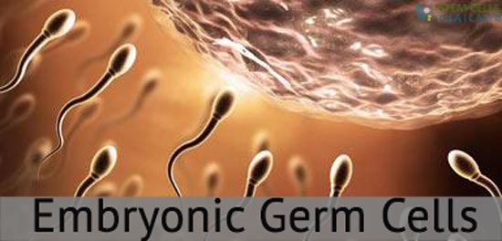 embryonic gemline cells